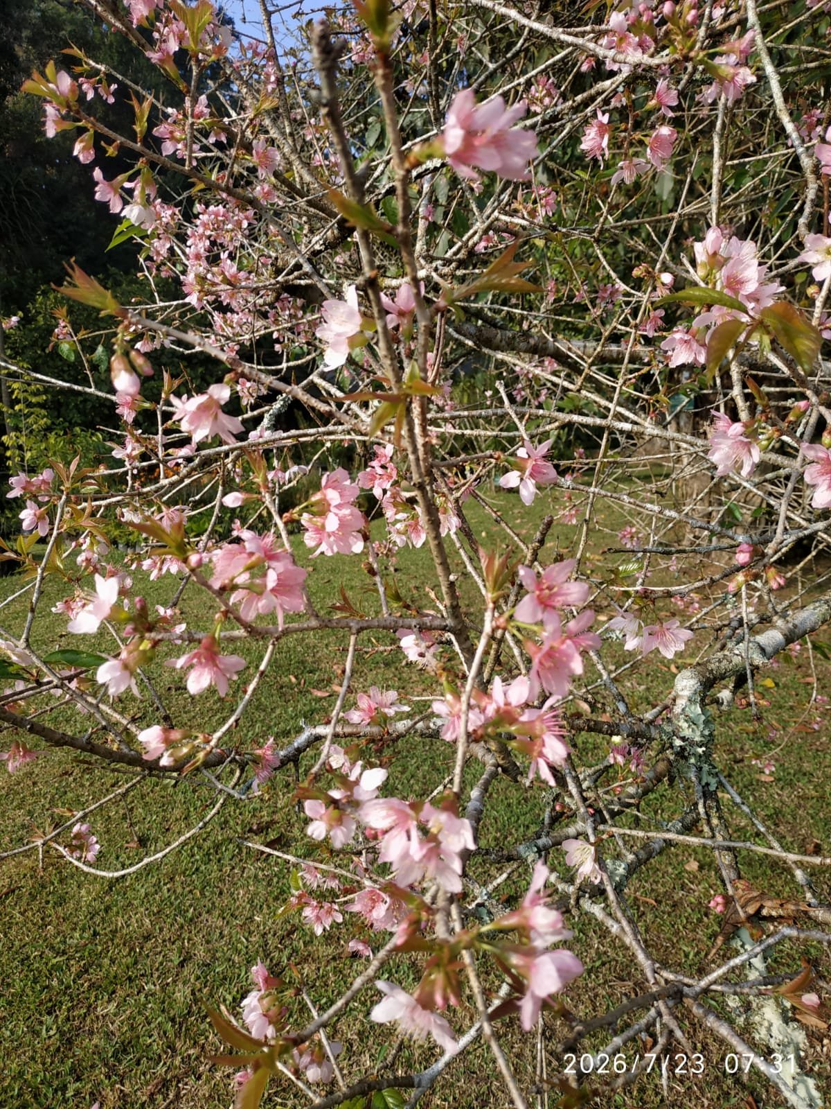 Musim Sakura Kembali Mekar, Kebun Raya Cibodas Tawarkan Panorama Indah yang Memikat