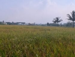 Abu Vulkanik Mengancam Lahan Pertanian, DTPHP Siapkan Langkah Mitigasi