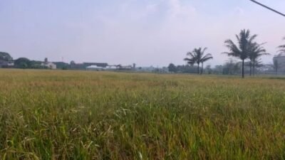 Abu Vulkanik Mengancam Lahan Pertanian, DTPHP Siapkan Langkah Mitigasi