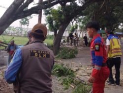 Antisipasi Pohon Tumbang, DLH Pangkas Pohon di Sejumlah Titik