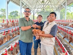 Dapat Bantuan 600 Ayam Petelur, Jurnalis Televisi Cianjur Mulai Garap Usaha Peternakan