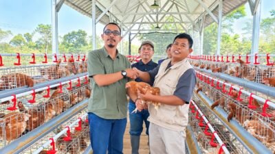 Dapat Bantuan 600 Ayam Petelur, Jurnalis Televisi Cianjur Mulai Garap Usaha Peternakan