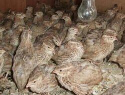5 Ide Peliharaan di Rumah yang Bisa Menghasilkan Cuan, Cocok untuk Usaha Sampingan