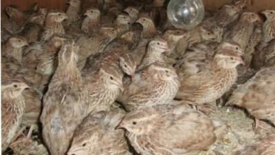 5 Ide Peliharaan di Rumah yang Bisa Menghasilkan Cuan, Cocok untuk Usaha Sampingan