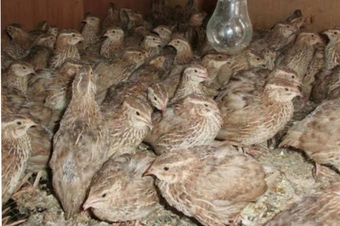 5 Ide Peliharaan di Rumah yang Bisa Menghasilkan Cuan, Cocok untuk Usaha Sampingan