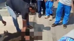 Bikin Panik, Seekor Babi Hutan Masuk ke Halaman Puskesmas Campaka di Cianjur