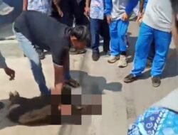 Bikin Panik, Seekor Babi Hutan Masuk ke Halaman Puskesmas Campaka di Cianjur