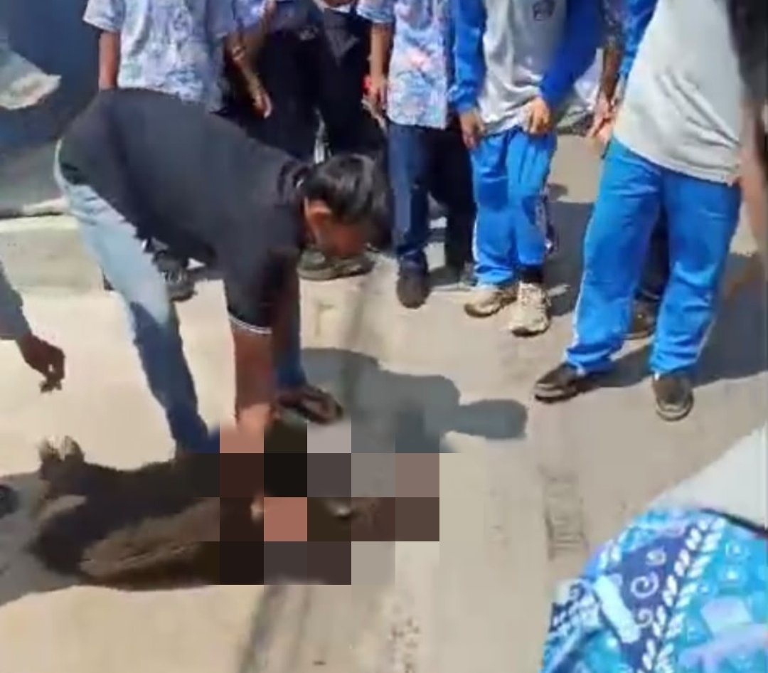 Bikin Panik, Seekor Babi Hutan Masuk ke Halaman Puskesmas Campaka di Cianjur