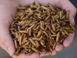5 Cara Mudah Budidaya Maggot untuk Pemula, Bisa Dimulai dari Rumah