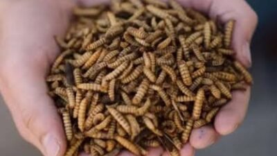 5 Cara Mudah Budidaya Maggot untuk Pemula, Bisa Dimulai dari Rumah