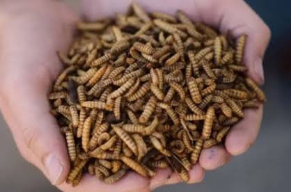 5 Cara Mudah Budidaya Maggot untuk Pemula, Bisa Dimulai dari Rumah