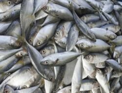 7 Ikan yang Cocok Dibudidayakan di Daerah Cianjur