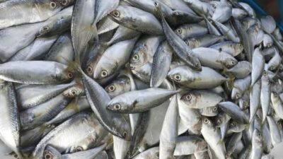 7 Ikan yang Cocok Dibudidayakan di Daerah Cianjur