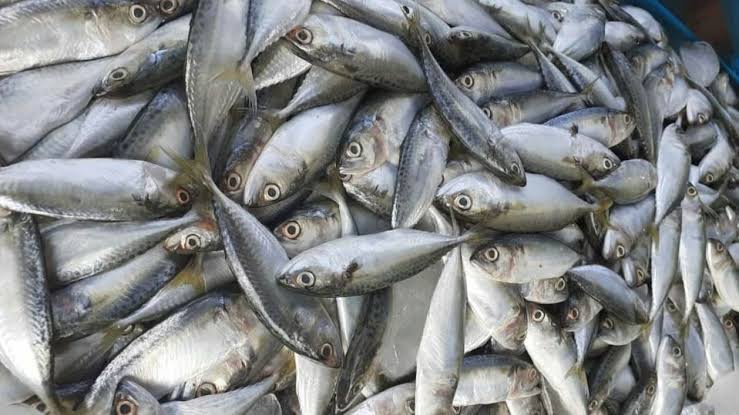 7 Ikan yang Cocok Dibudidayakan di Daerah Cianjur