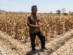 Dilanda Kekeringan, Petani Jagung di Sukanagara Merugi