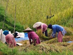 Produksi Padi Cianjur Capai 765 Ribu Ton, Surplus Beras 271 Ribu Ton