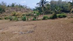 Pemkab Cianjur Perpanjang Siaga Darurat Kekeringan dan Karhutla