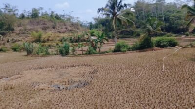 Pemkab Cianjur Perpanjang Siaga Darurat Kekeringan dan Karhutla