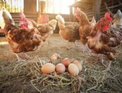5 Tips Budidaya Ayam Petelur agar Produksi Telur Maksimal