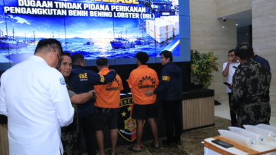 Bareskrim Polri Bongkar Dugaan Penyelundupan Benih Lobster Senilai Rp5,8 Miliar