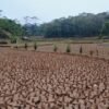 500 Hektare Sawah Dilanda Kekeringan, Warga Waringinsari Takokak Terpaksa Merantau