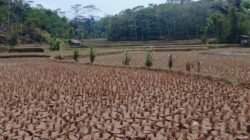 500 Hektare Sawah Dilanda Kekeringan, Warga Waringinsari Takokak Terpaksa Merantau