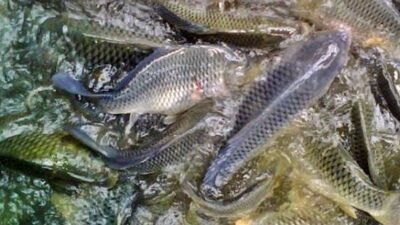 5 Penyebab Budidaya Ikan Nila Gagal yang Perlu Diwaspadai