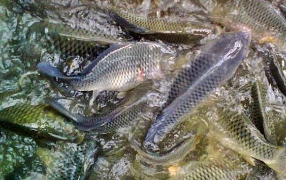 5 Penyebab Budidaya Ikan Nila Gagal yang Perlu Diwaspadai