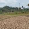 Ratusan Hektar Sawah di Takokak Alami Kekeringan, Begini Kata Bupati Cianjur