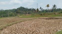 Ratusan Hektar Sawah di Takokak Alami Kekeringan, Begini Kata Bupati Cianjur
