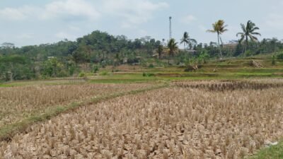 Ratusan Hektar Sawah di Takokak Alami Kekeringan, Begini Kata Bupati Cianjur