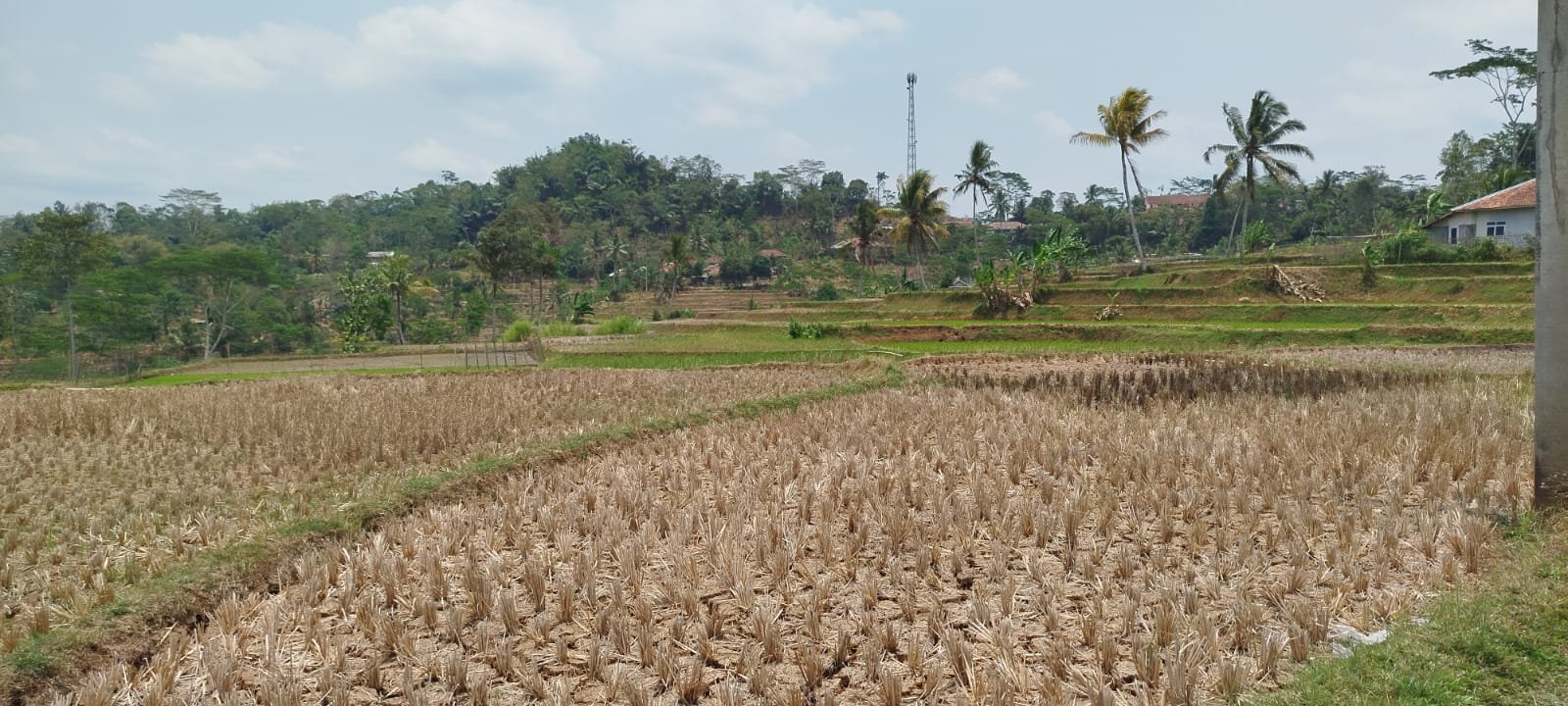 Ratusan Hektar Sawah di Takokak Alami Kekeringan, Begini Kata Bupati Cianjur