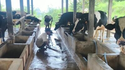 Peternakan Terpadu DPKHP di Campaka Cianjur Fokus Optimalisasi Populasi Sapi Perah dan Ayam