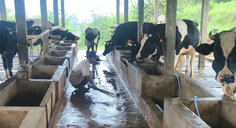 Peternakan Terpadu DPKHP di Campaka Cianjur Fokus Optimalisasi Populasi Sapi Perah dan Ayam